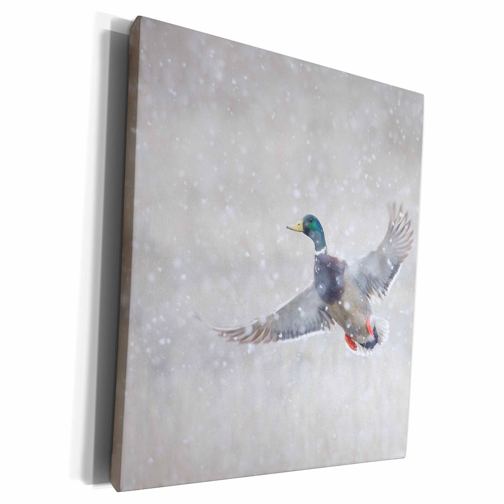 3dRose Mallard drake flying in heavy snow - Museum Grade Canvas Wrap (cw_313960)